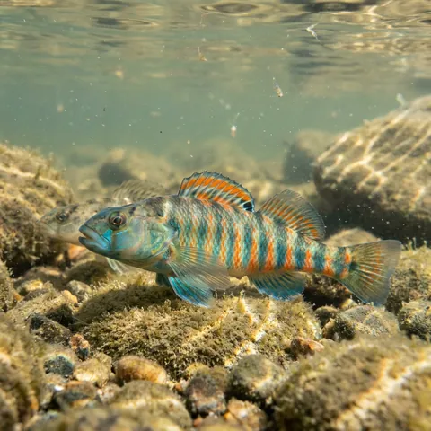 Rainbow Darter
