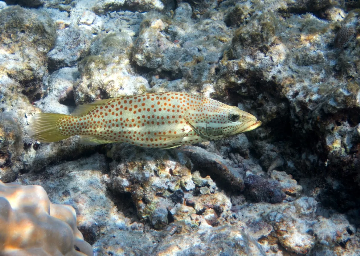 Slender grouper
