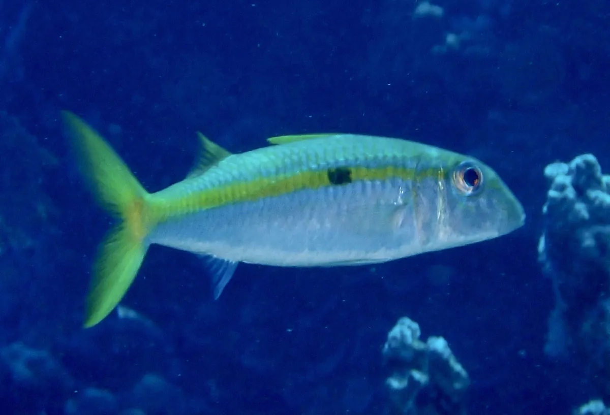 Yellowstripe Goatfish