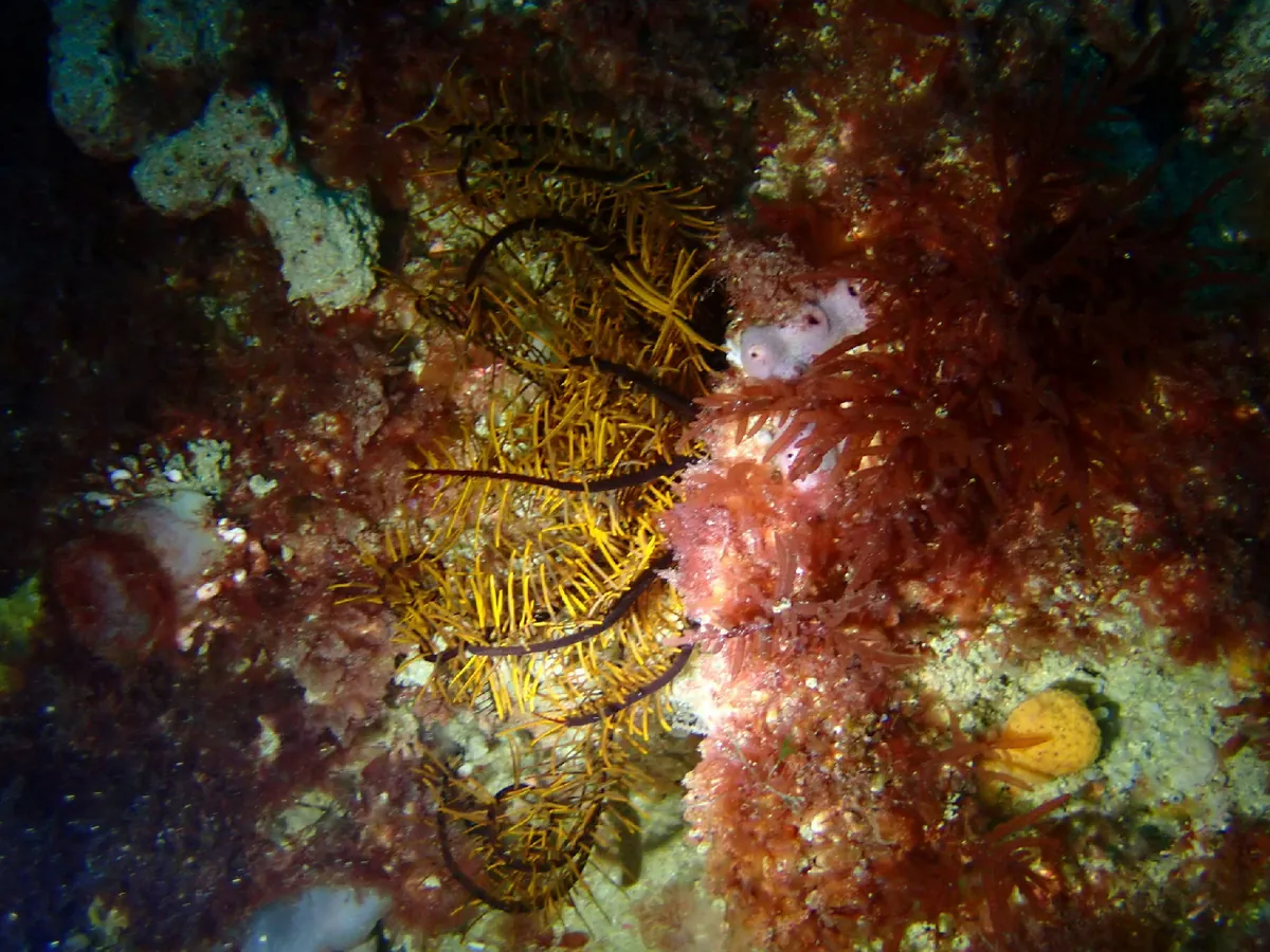 Orange feather star