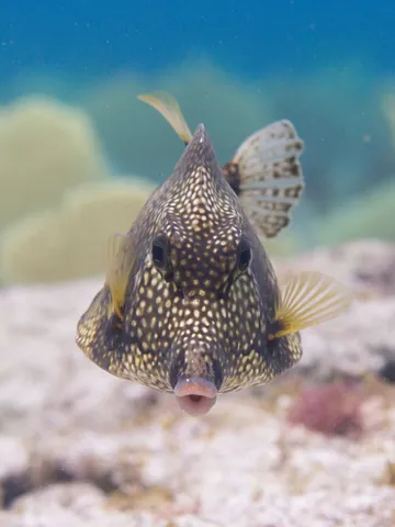 Smooth Trunkfish