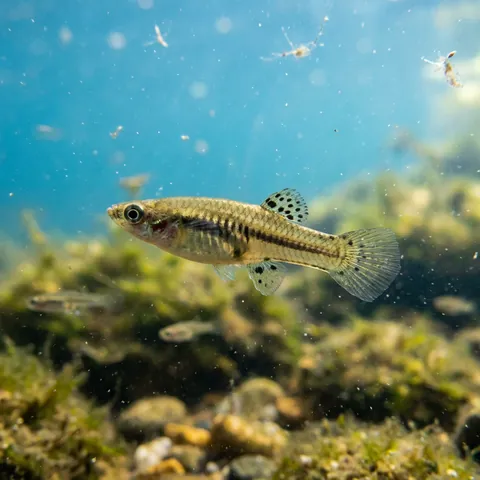 Least Killifish