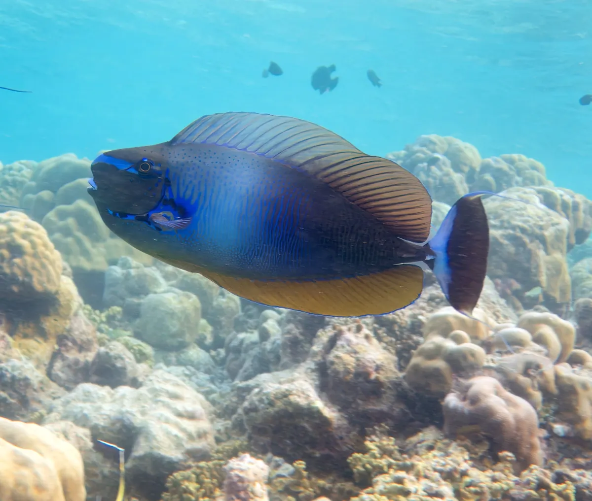 Bignose unicornfish