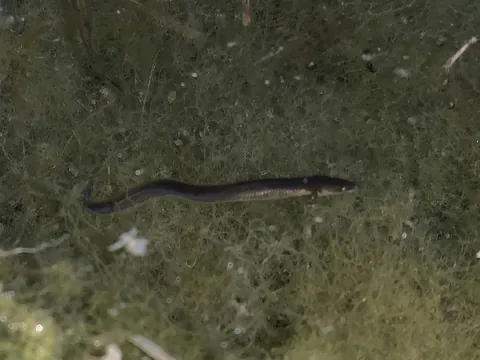 Freshwater eels