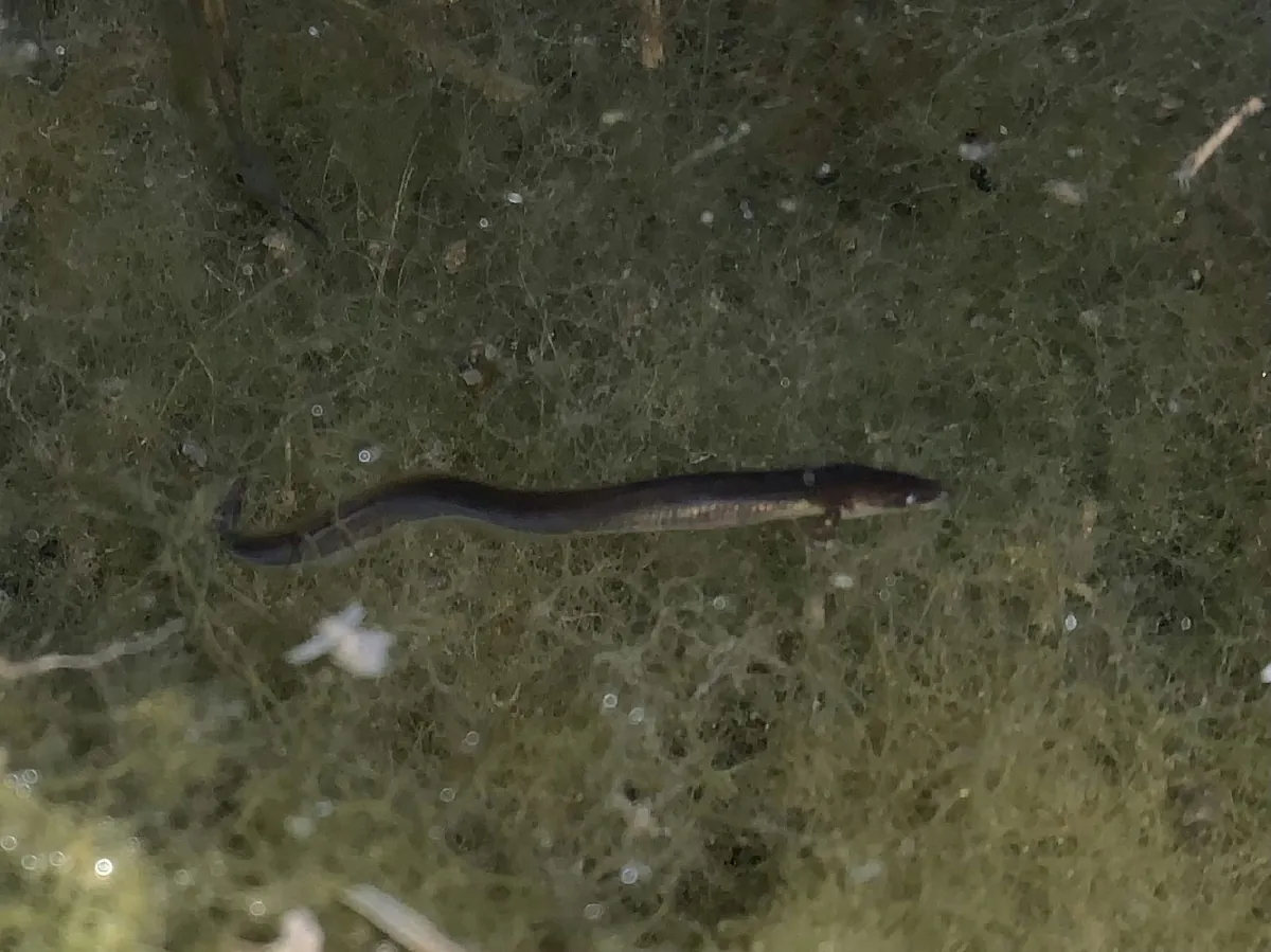 Freshwater eels