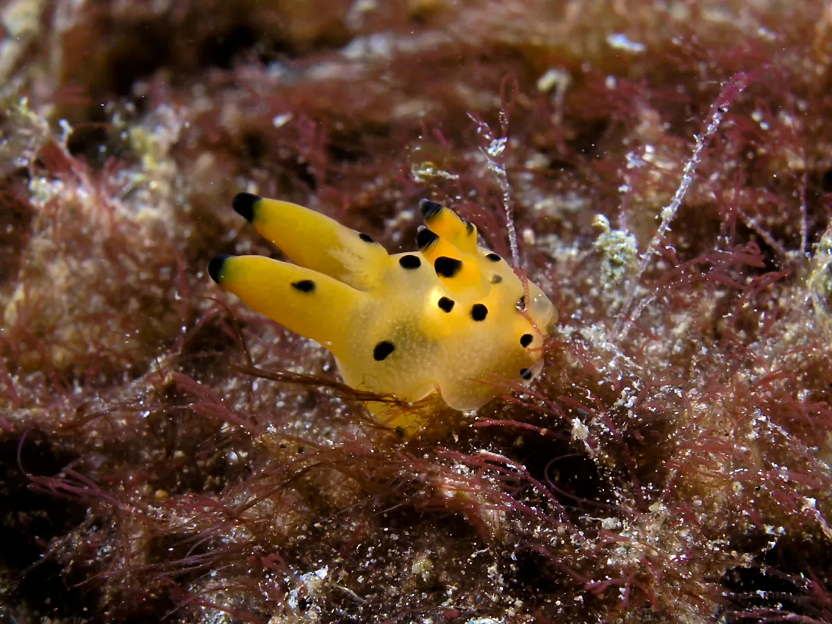 Pikachu nudibranch