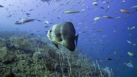 Longfin Batfish