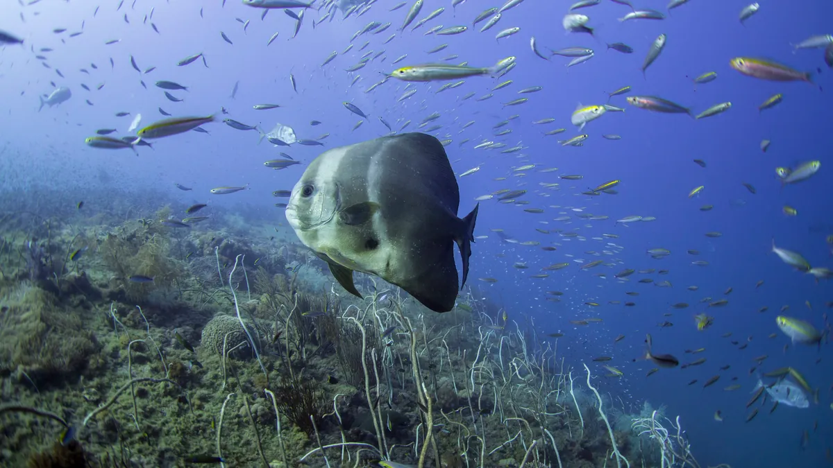 Longfin Batfish