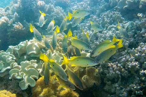 Dory snapper