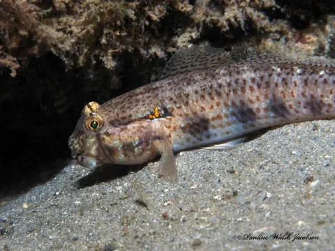 Goldspot Goby