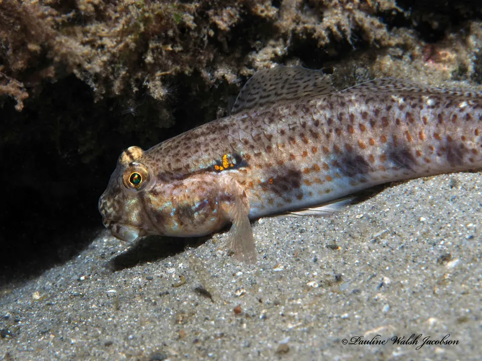 Goldspot Goby