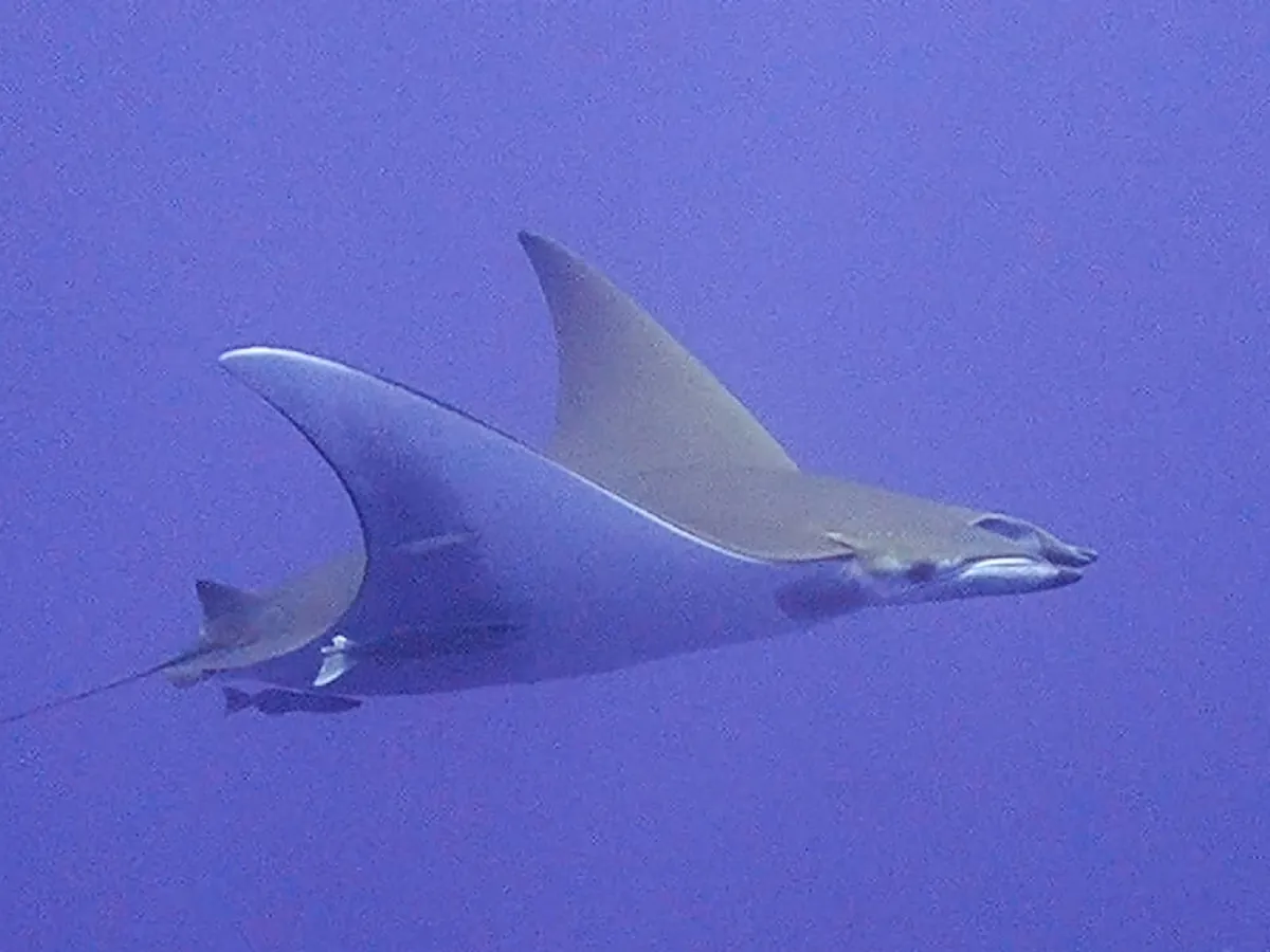 Sicklefin devil ray