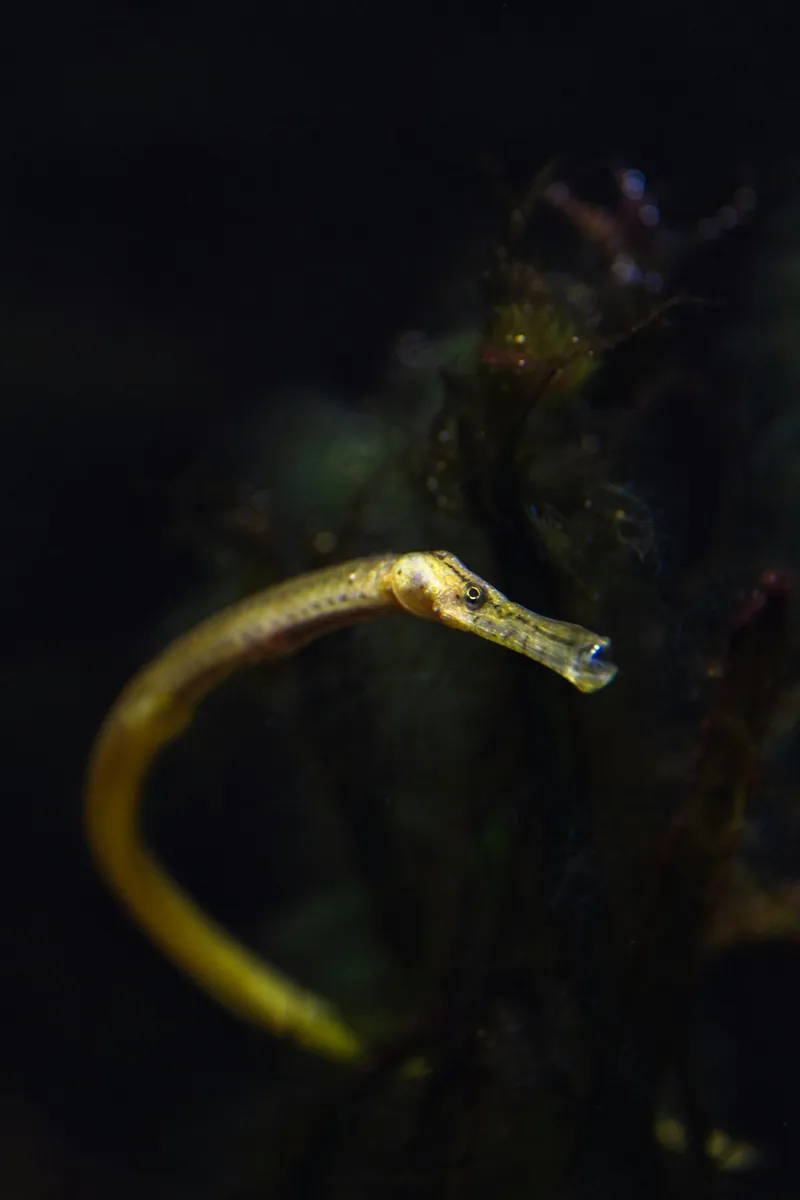 Pipefish