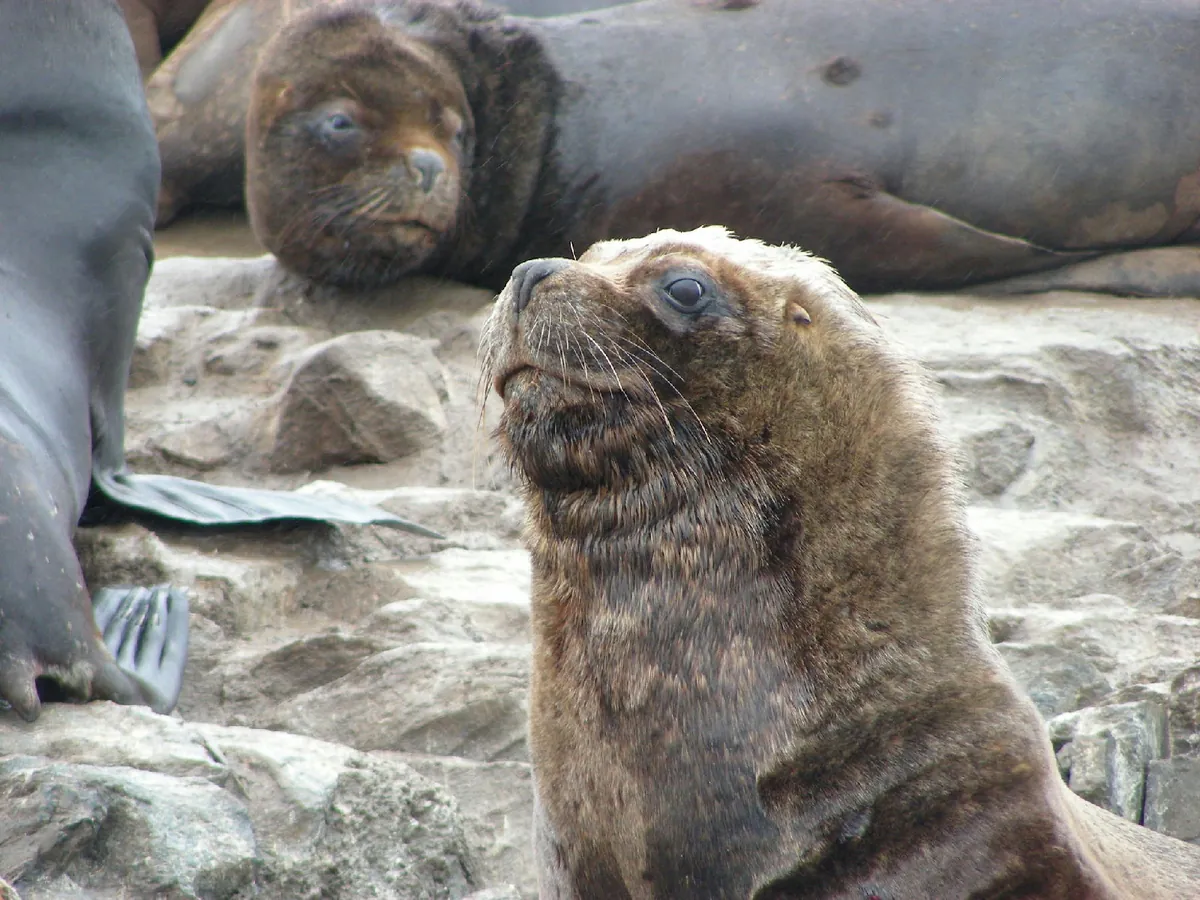 South American Sea Lion