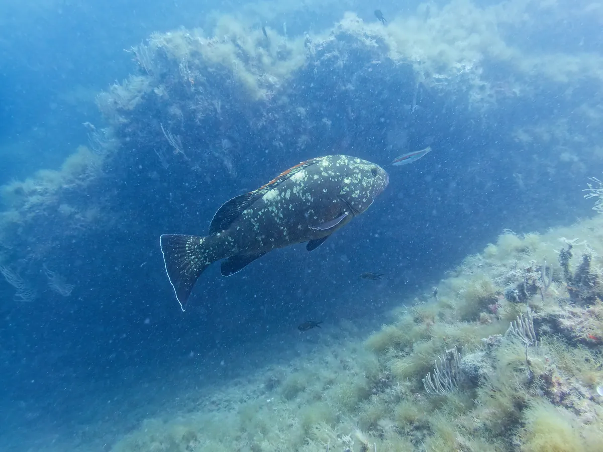 Dusky grouper
