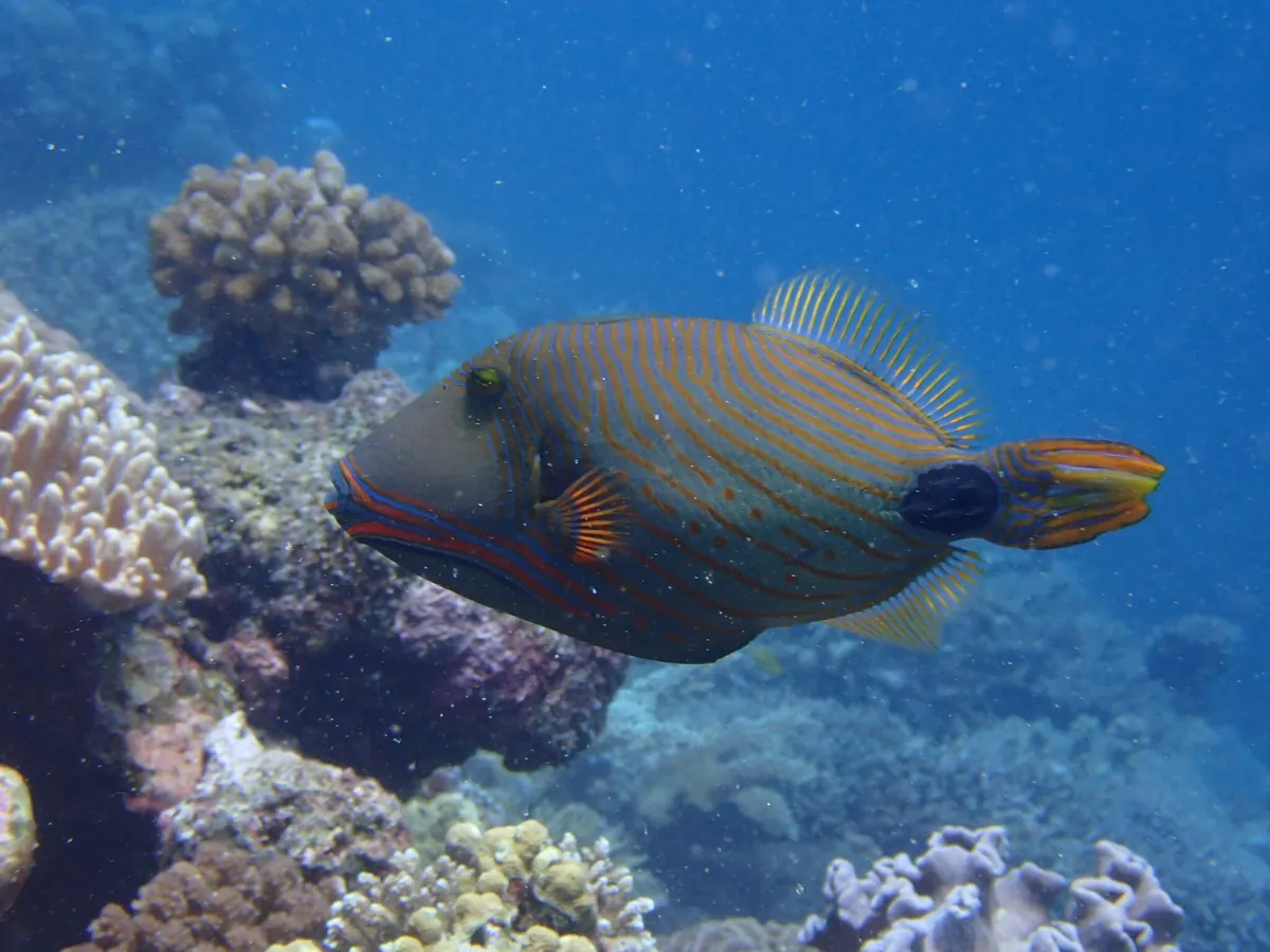 Orange-lined triggerfish