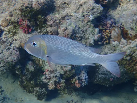Humpnose big-eye bream
