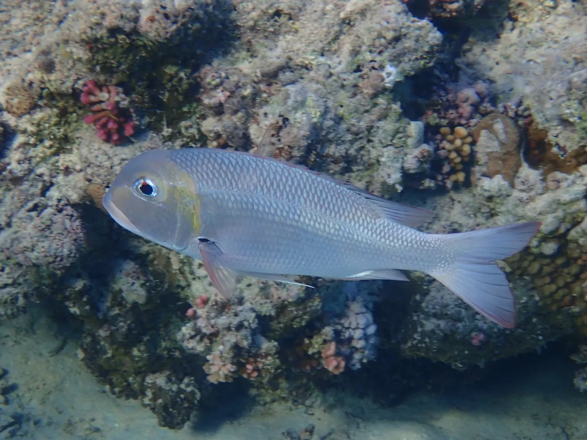Humpnose big-eye bream