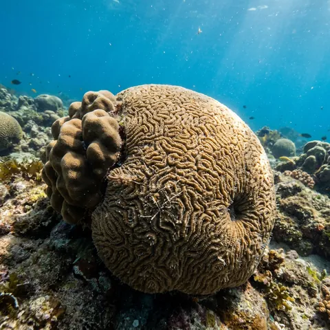 Knobby brain coral
