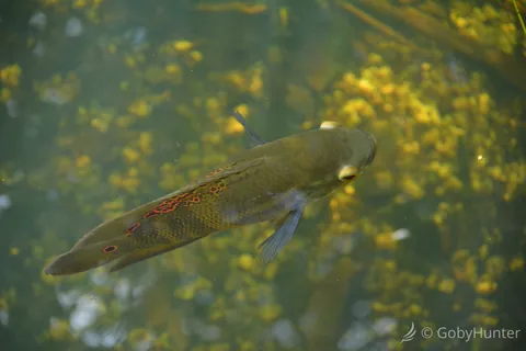Oscar