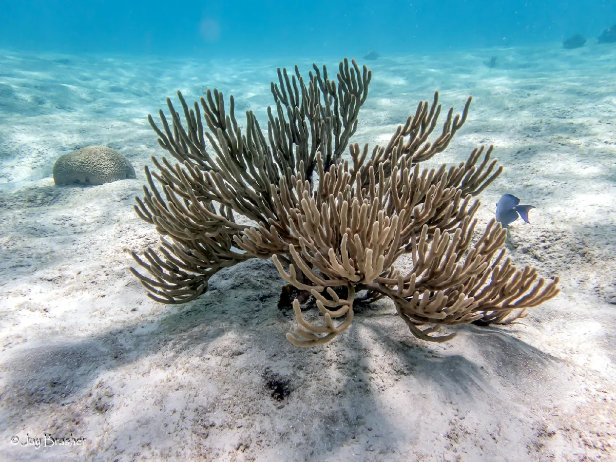 Black Sea Rod