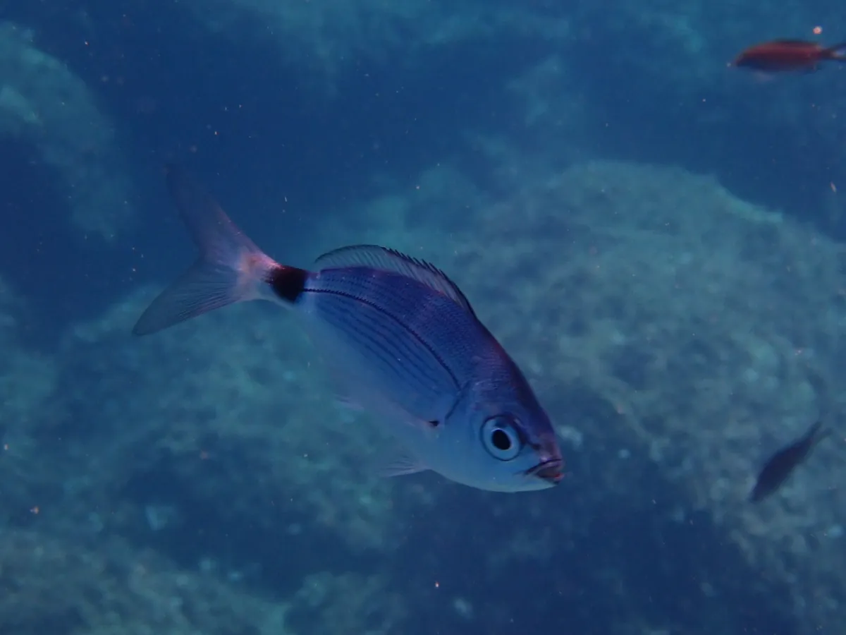 Saddled Seabream