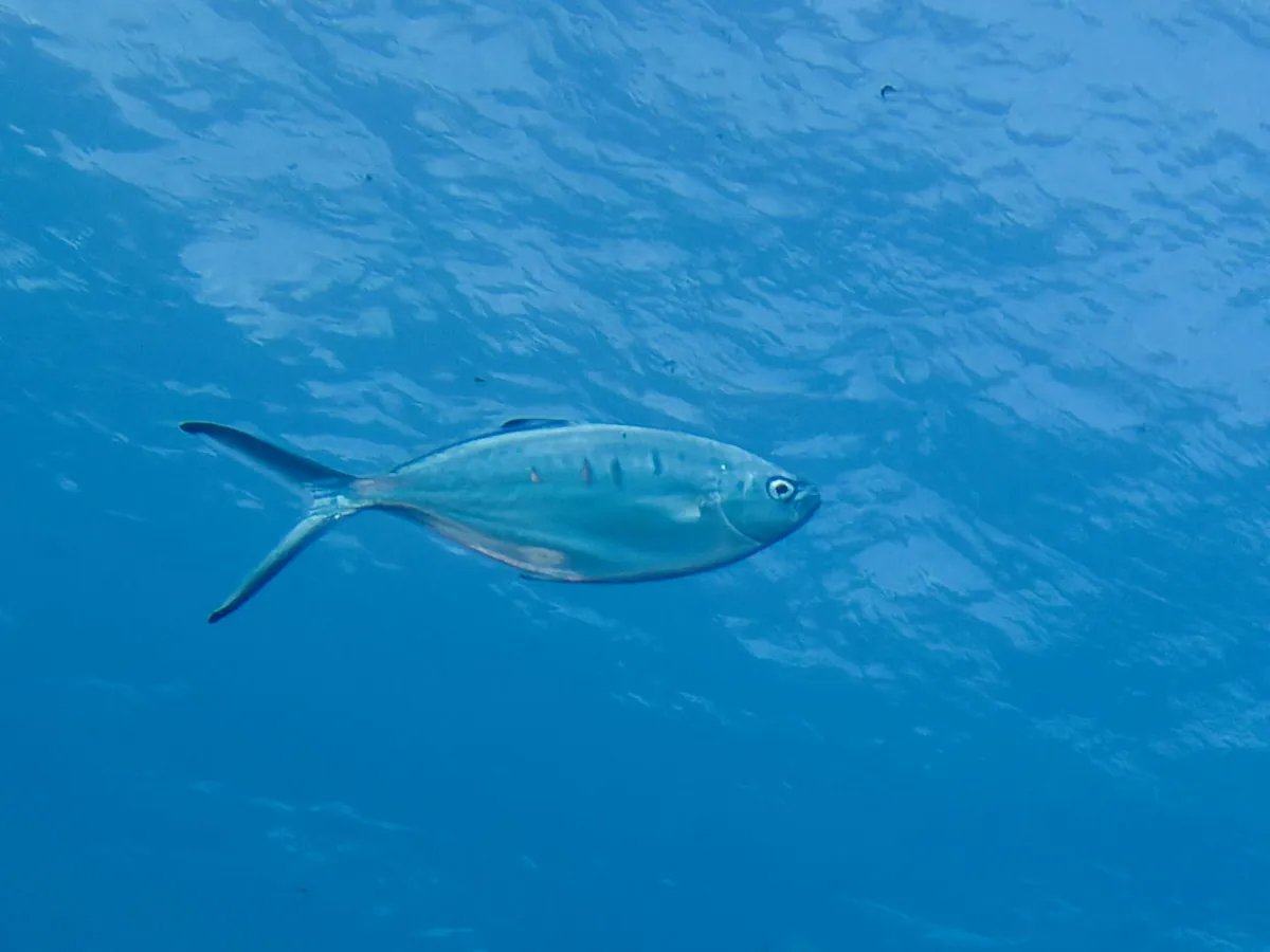 Pompano