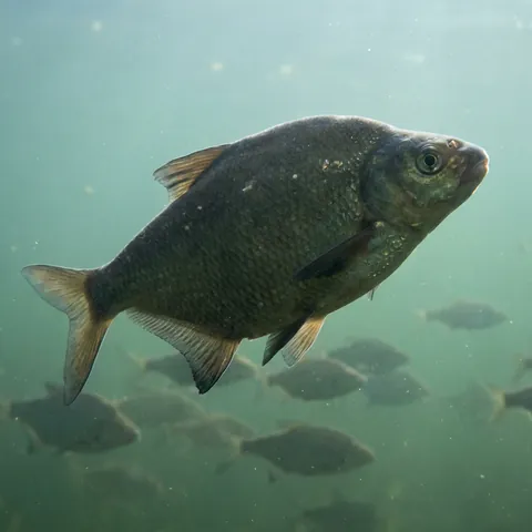 Freshwater bream