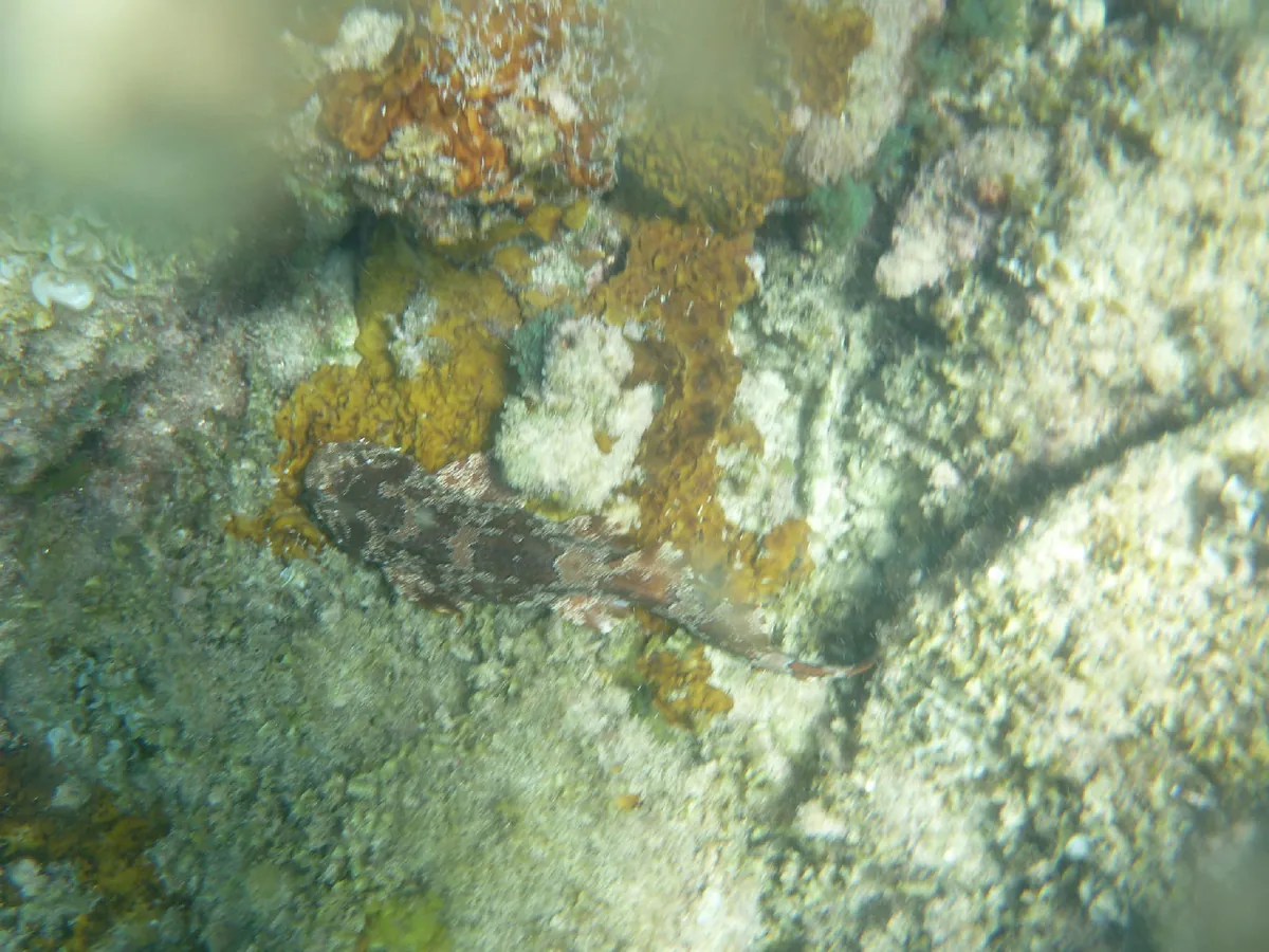 Cobbler Wobbegong