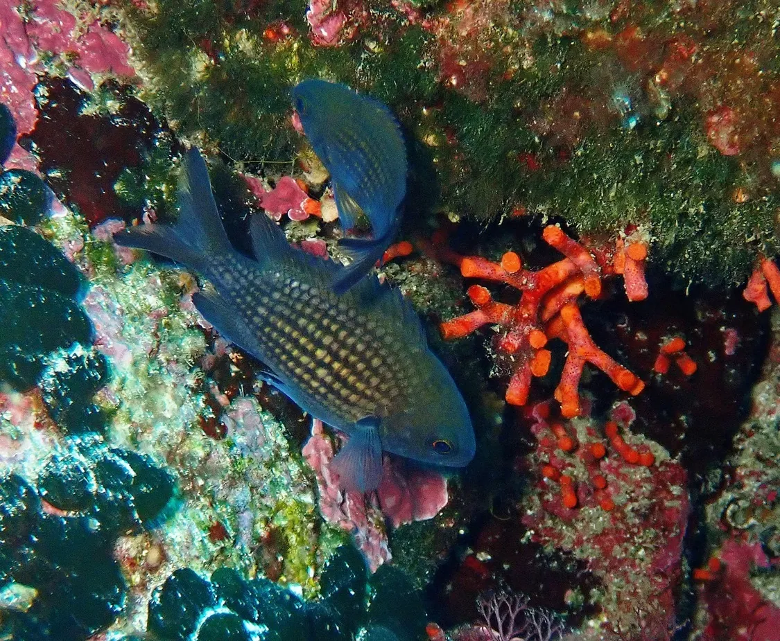 Mediterranean Chromis