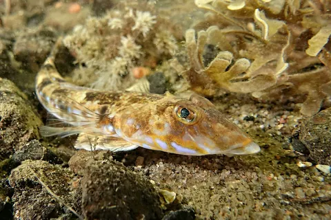 Common Dragonet
