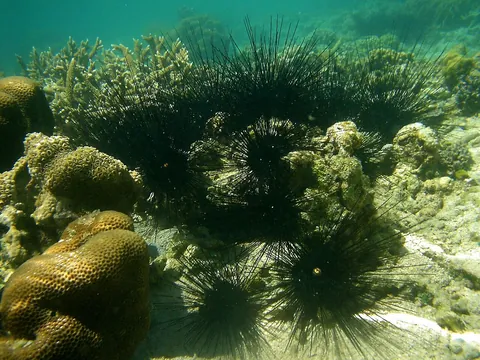 Sea urchins