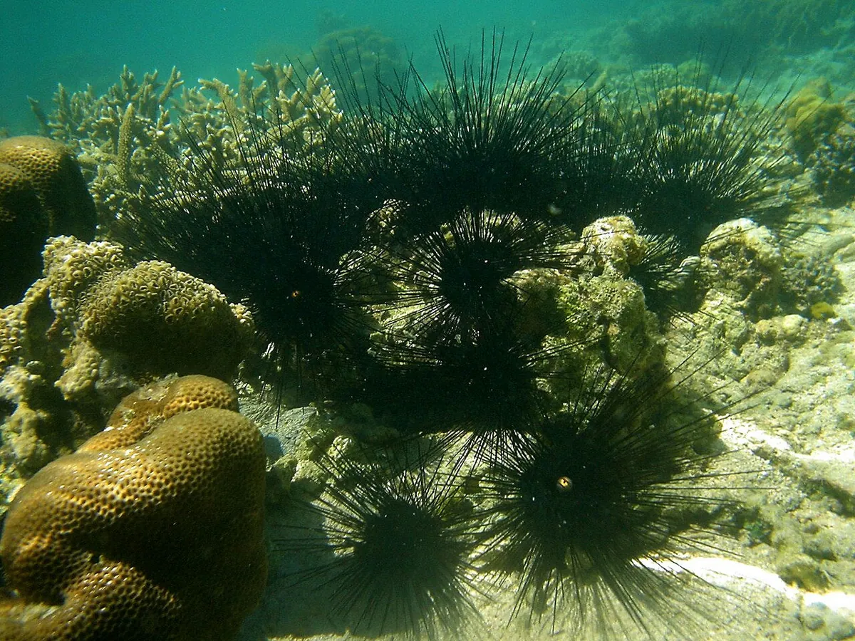Sea urchins
