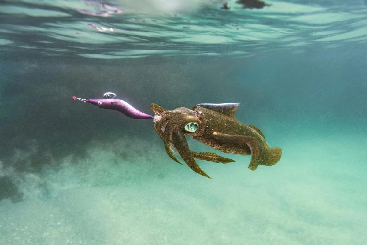 Squid