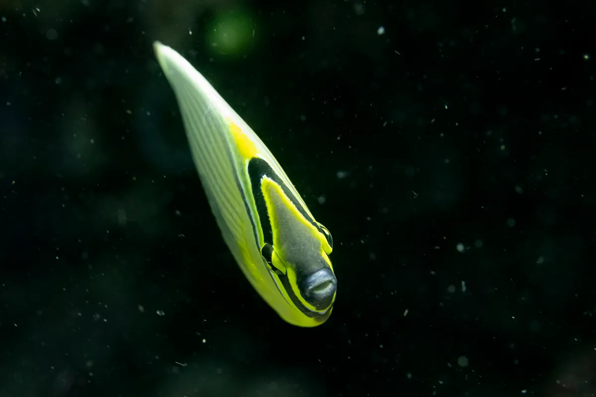 Oval Butterflyfish