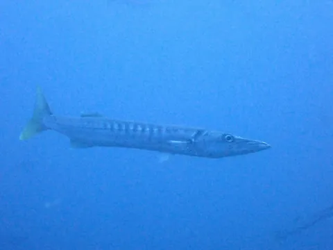 Pickhandle barracuda