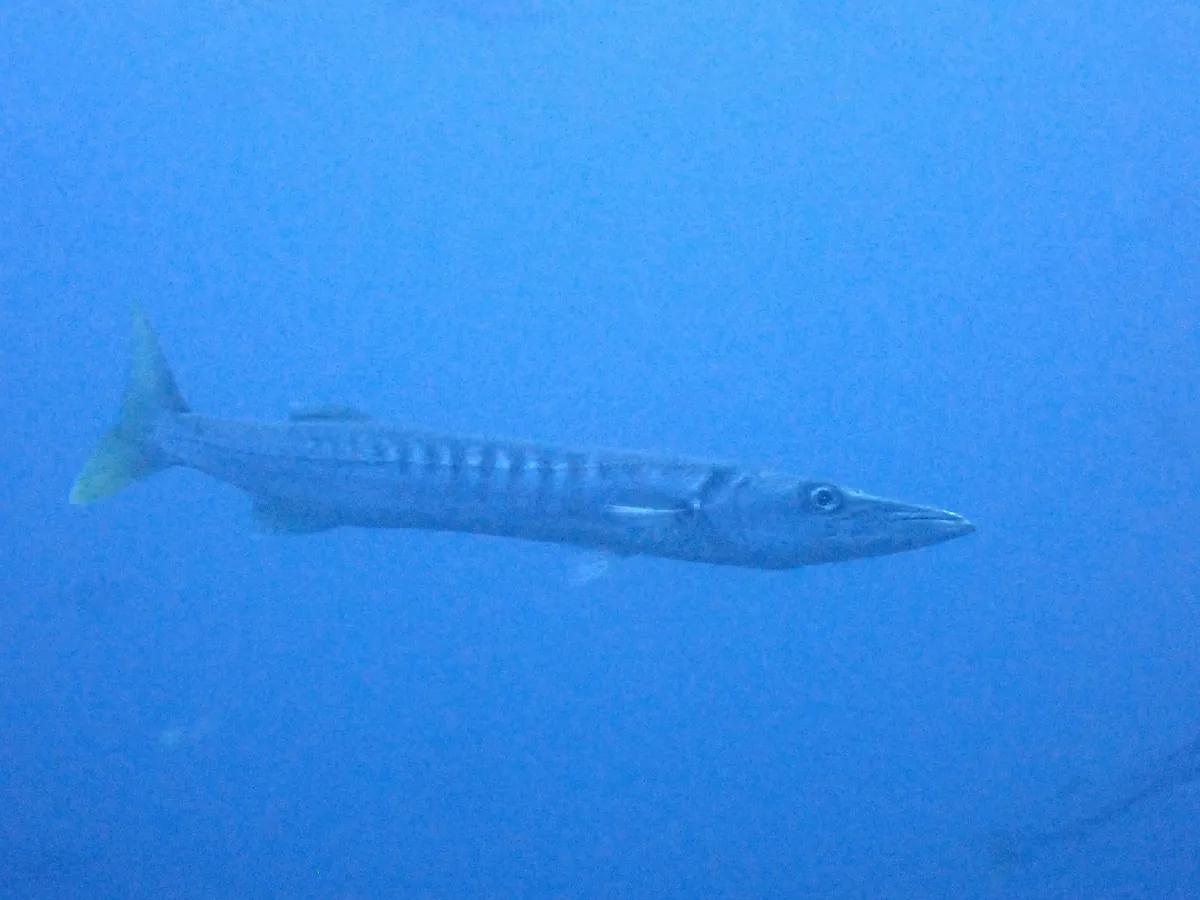 Pickhandle barracuda