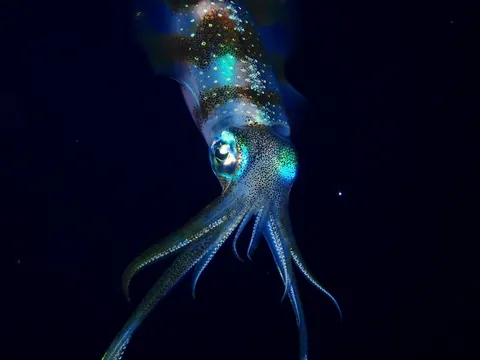 Bigfin reef squid