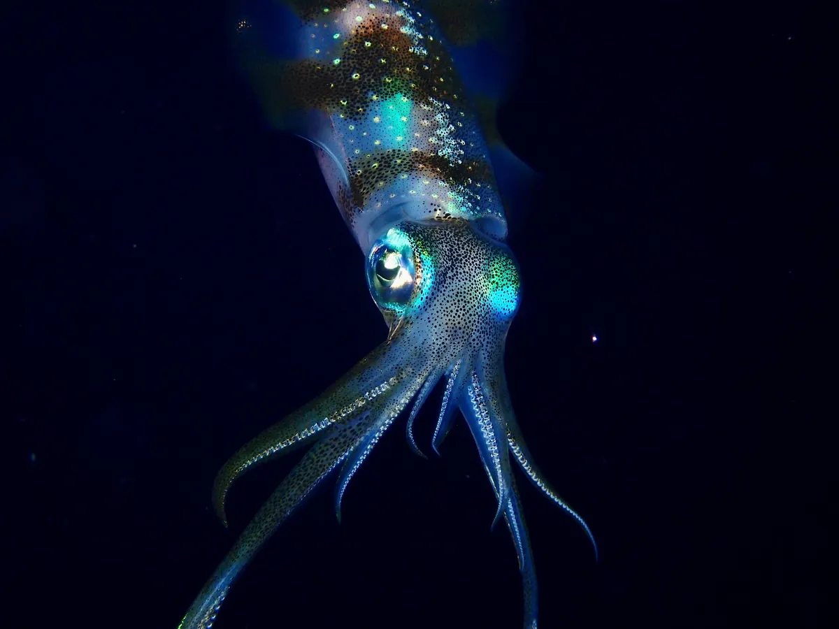 Bigfin reef squid