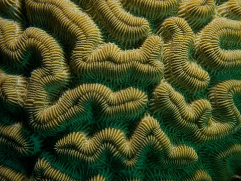 Boulder Brain Coral