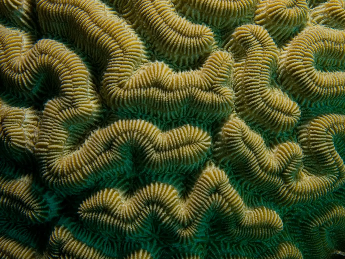 Boulder Brain Coral