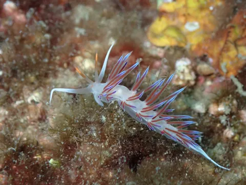 Cratena Slug