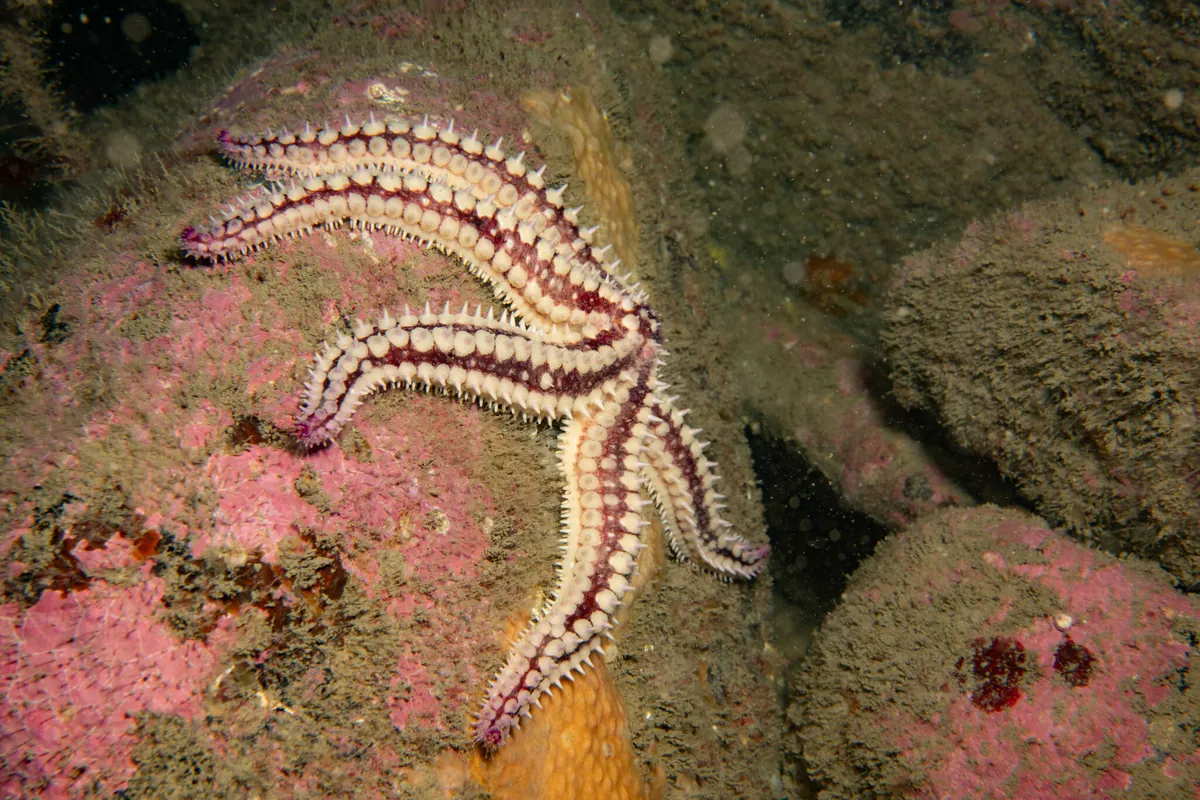 Spiny Starfish