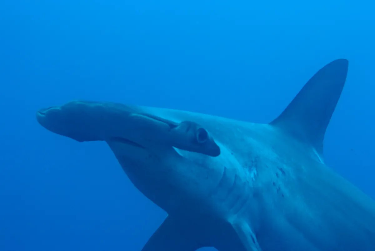 Scalloped hammerhead