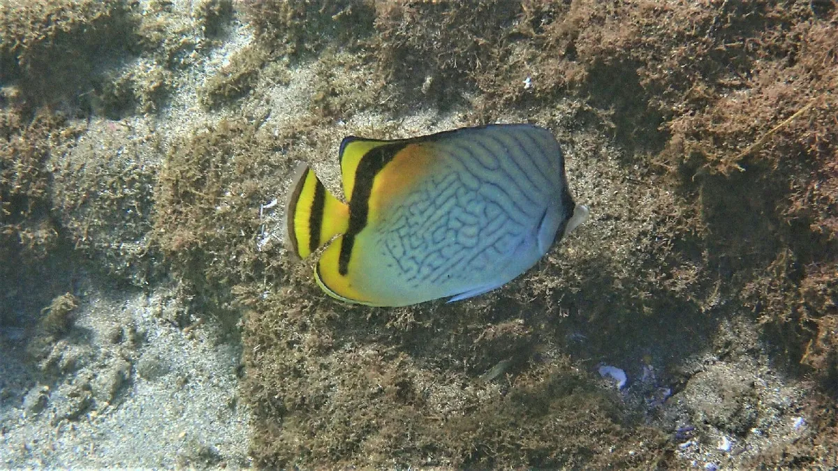 Vagabond butterflyfish