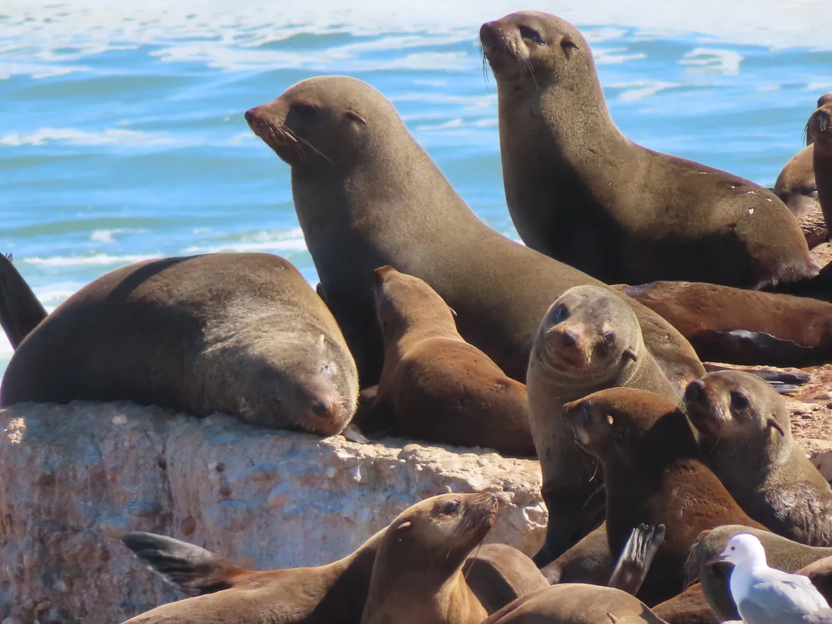Fur Seal