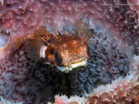 Birdbeak burrfish