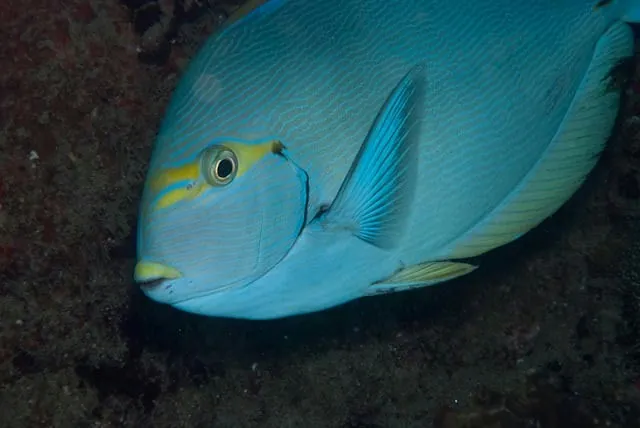 Elongate surgeonfish