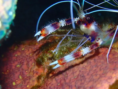 Banded Coral Shrimp
