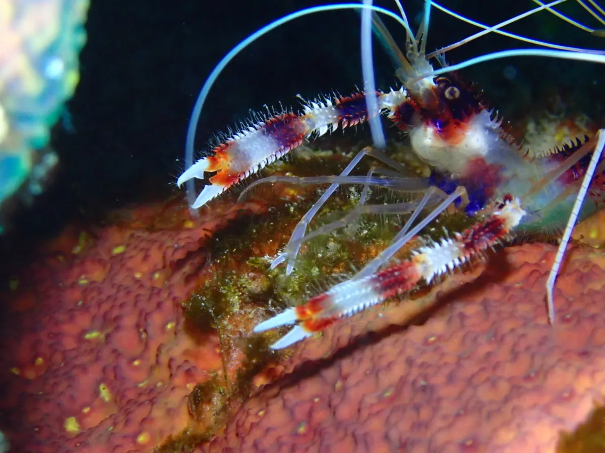 Banded Coral Shrimp